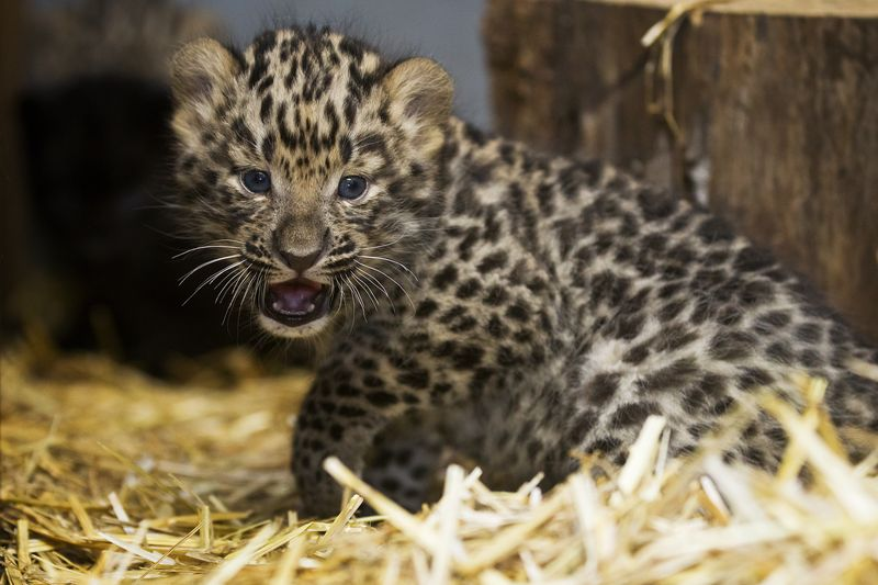 Illustration for article titled ZOMG BABY AMUR LEOPARDS!!!